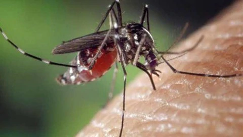 मॉनसून के बाद संक्रमण से रहें सावधान, चिकनगुनिया-डेंगू से रहें बचकर